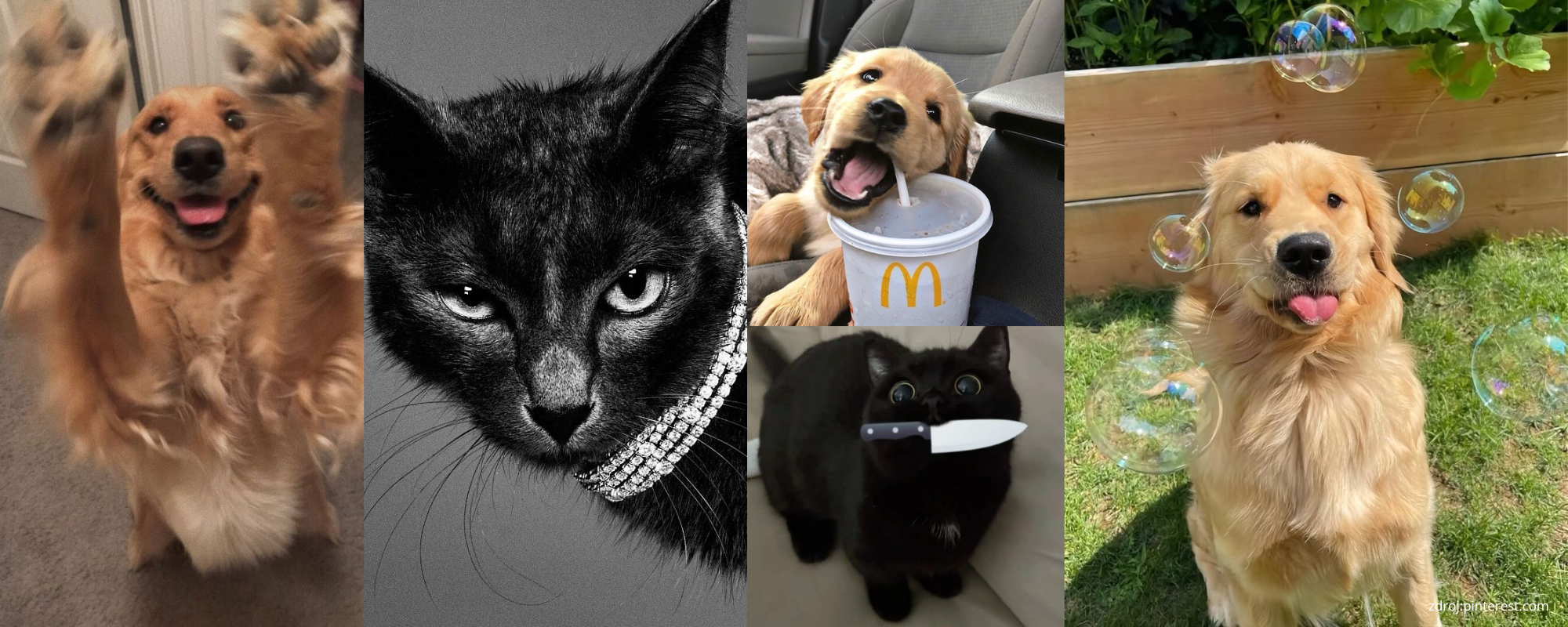 Black cat vs. Golden retriever